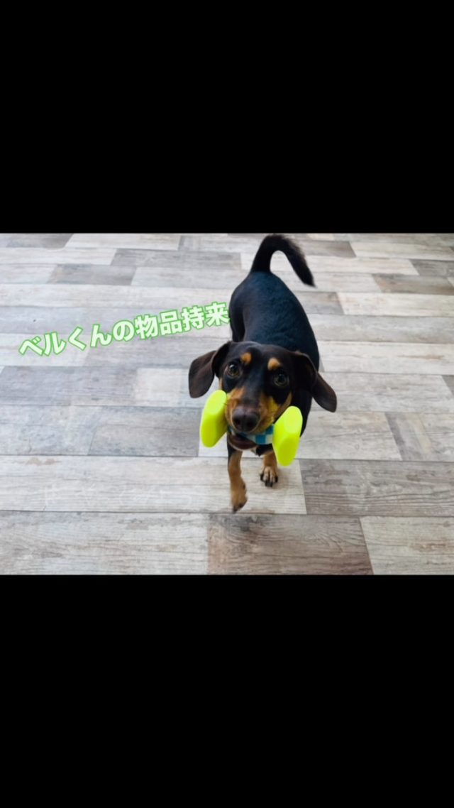 .

.

ベルくんの得意なことが増えました✨

失敗することもありますが、失敗で終わらせないことが大事です🍀

.

#チワックス 
#物品持来 
#かわいい 
#犬の幼稚園deepdog