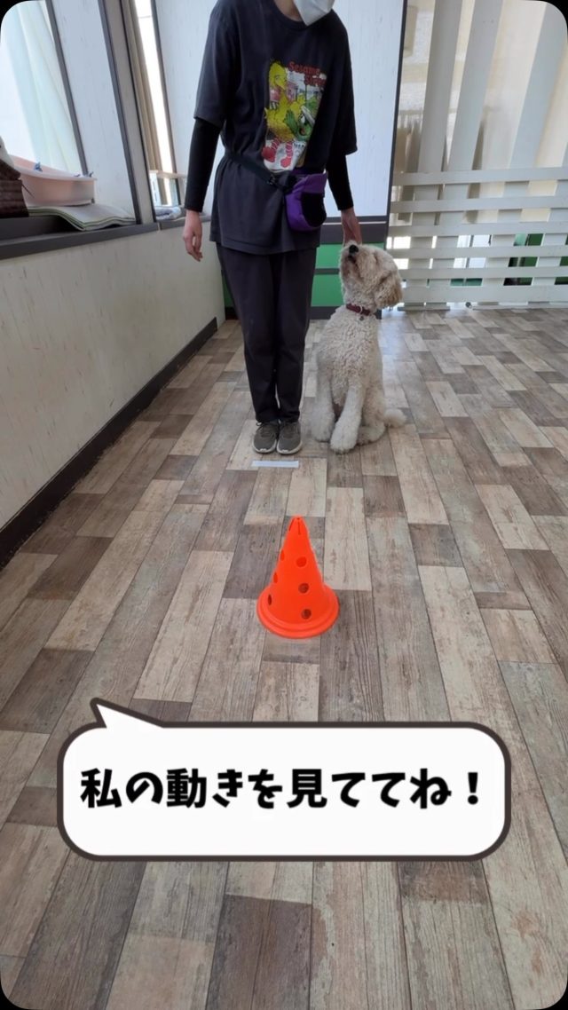 🐾

人の動きを真似っこ！
真似っこのレパートリーも増えてきたね🥰

🐾
#犬の幼稚園deepdog
#いぬのようちえん
#Do as I do
#スタンプー
#ドッグトリック