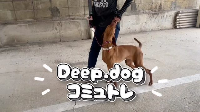 本日はコミュトレDayでした🐾
⁡
大好きなお母さんと一緒に
新しいことを覚えたり
苦手なことにチャレンジしたり、
たくさん頭と身体使ってみんな良い表情です💕
⁡
次回のコミュトレは【10/25(日)】です！
気になる方はスタッフまでお声がけください🐕
⁡