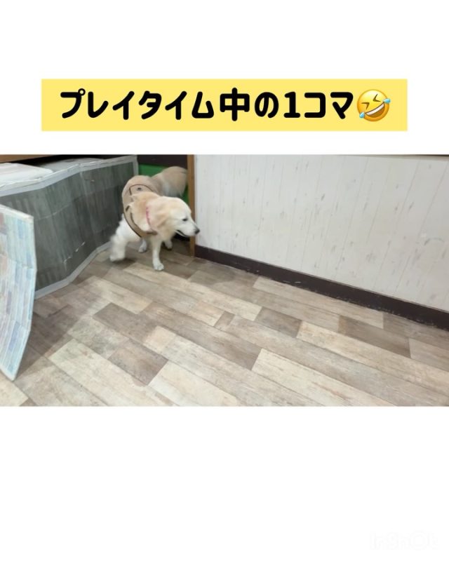 🐾

ももちゃんのルーティンであるスリスリタイム🤣
皆んなが温かく見守る中、大満足の様子🤭

🐾
#犬の幼稚園deepdog 
#いぬのようちえん
#ゴールデン
#プレイタイム