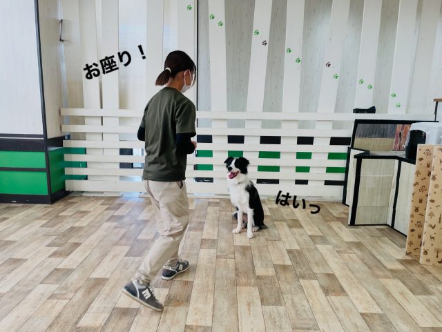 ⁡
🐾
⁡
サムくんの背跳び披露✨
見事なジャンプ！トリック完成しました😆
⁡
🐾
⁡
#deepdog犬の幼稚園
#基礎・トリックトレーニング
#背跳び
#ボーダーコリー