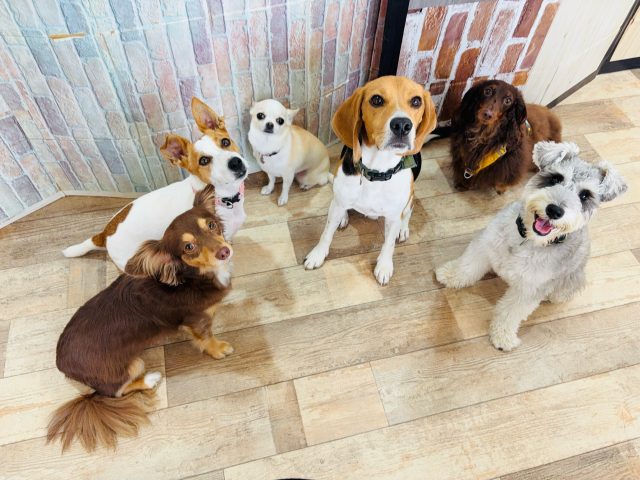 🐾

今日の小型犬チーム🍀
大型犬も混ざってお勉強しました☺️

🐾
#犬の幼稚園
#犬の幼稚園deepdog
#いぬのようちえん
#プレイタイム