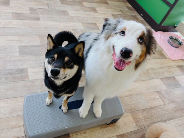 🐾

今日も賑やかで皆んながご機嫌さんの幼稚園でした🎵

🐾
#犬の幼稚園deepdog 
#いぬのようちえん
#プレイタイム