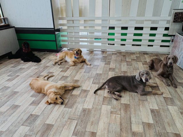 🐾

大型犬チームのプレイタイム💪
穏やかなクールダウン時間です☺️

🐾
#犬の幼稚園deepdog 
#アフガンハウンド
#ゴールデンレトリバー
#ワイマラナー
#ゴールデンドゥードゥル