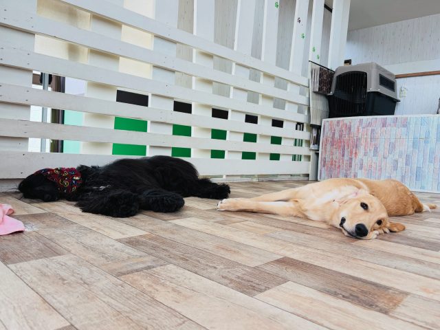 🐾

沢山動いた後は、ぺったんこで休憩💤

🐾
#犬の幼稚園
#犬の幼稚園deepdog 
#アフガンハウンド
#ゴールデンレトリバー